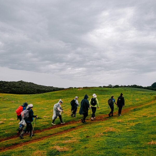 Group of trekkers in rain gear hiking through grassy hills in Australia, organized by Getaway Trekking, with backpacks, walking sticks, and scattered sheep under an overcast sky.