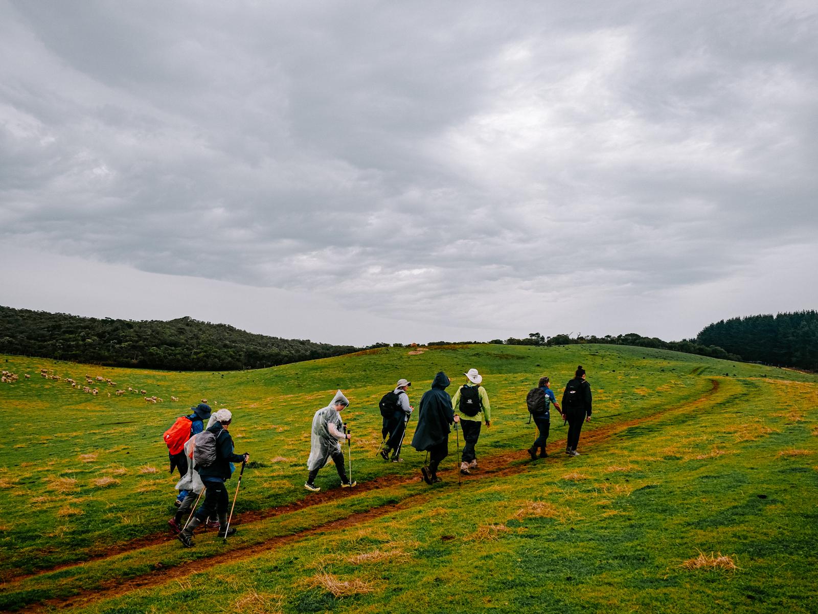 Group of trekkers in rain gear hiking through grassy hills in Australia, organized by Getaway Trekking, with backpacks, walking sticks, and scattered sheep under an overcast sky.