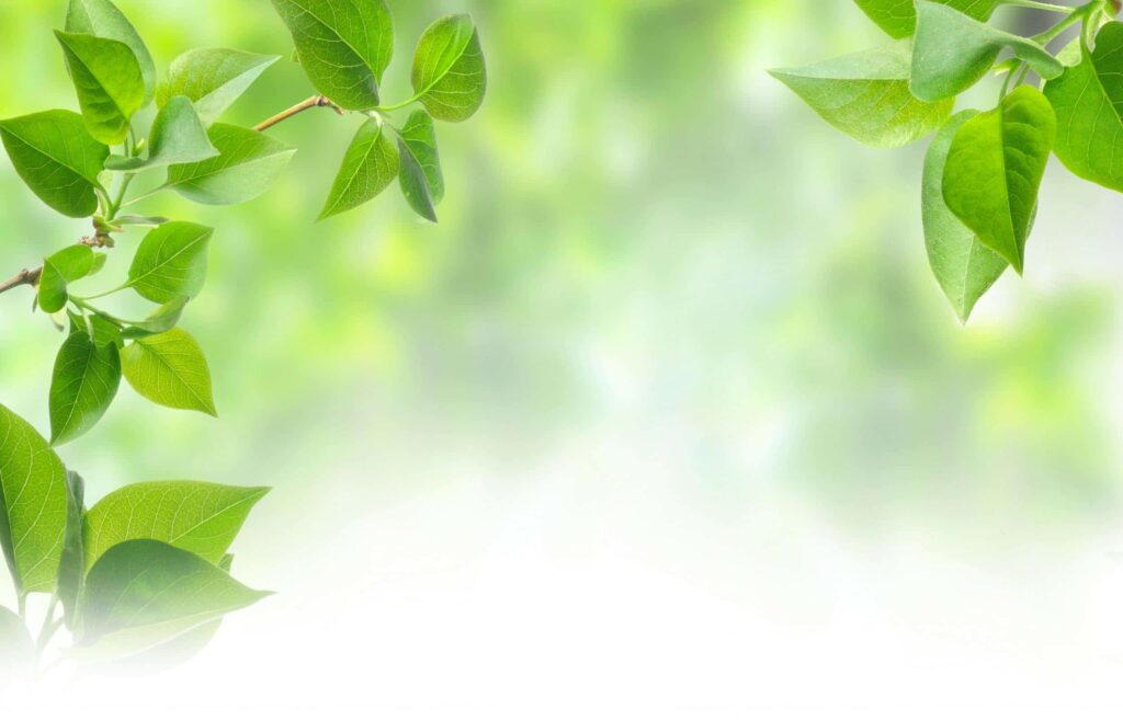 Vibrant green leaves on thin branches frame the left and right sides of the image. The center is a soft, out-of-focus bokeh of light greens and whites, creating a fresh, airy, and natural backdrop.
