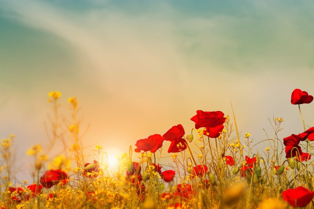 A field of vibrant red poppies and yellow wildflowers is captured at sunset.