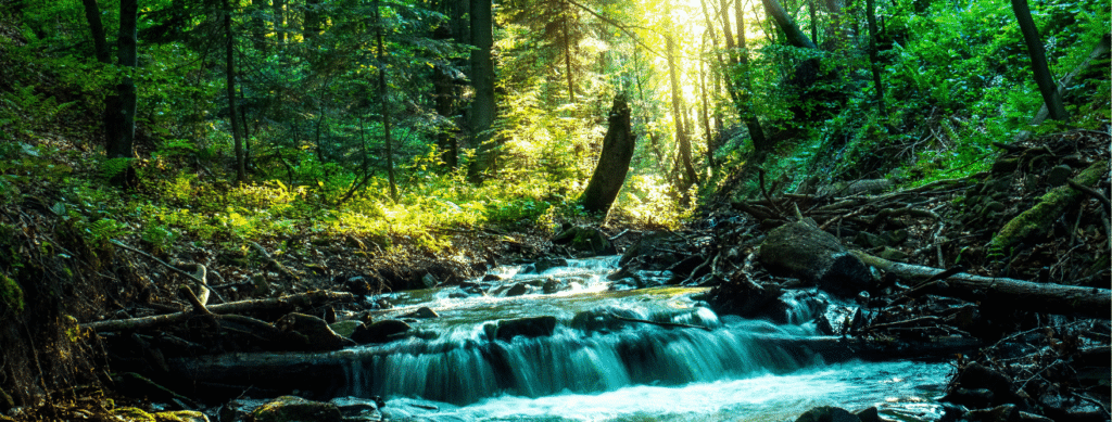 Various images capture clear water rushing over moss-covered boulders and small waterfalls in dense, sun-dappled forests.