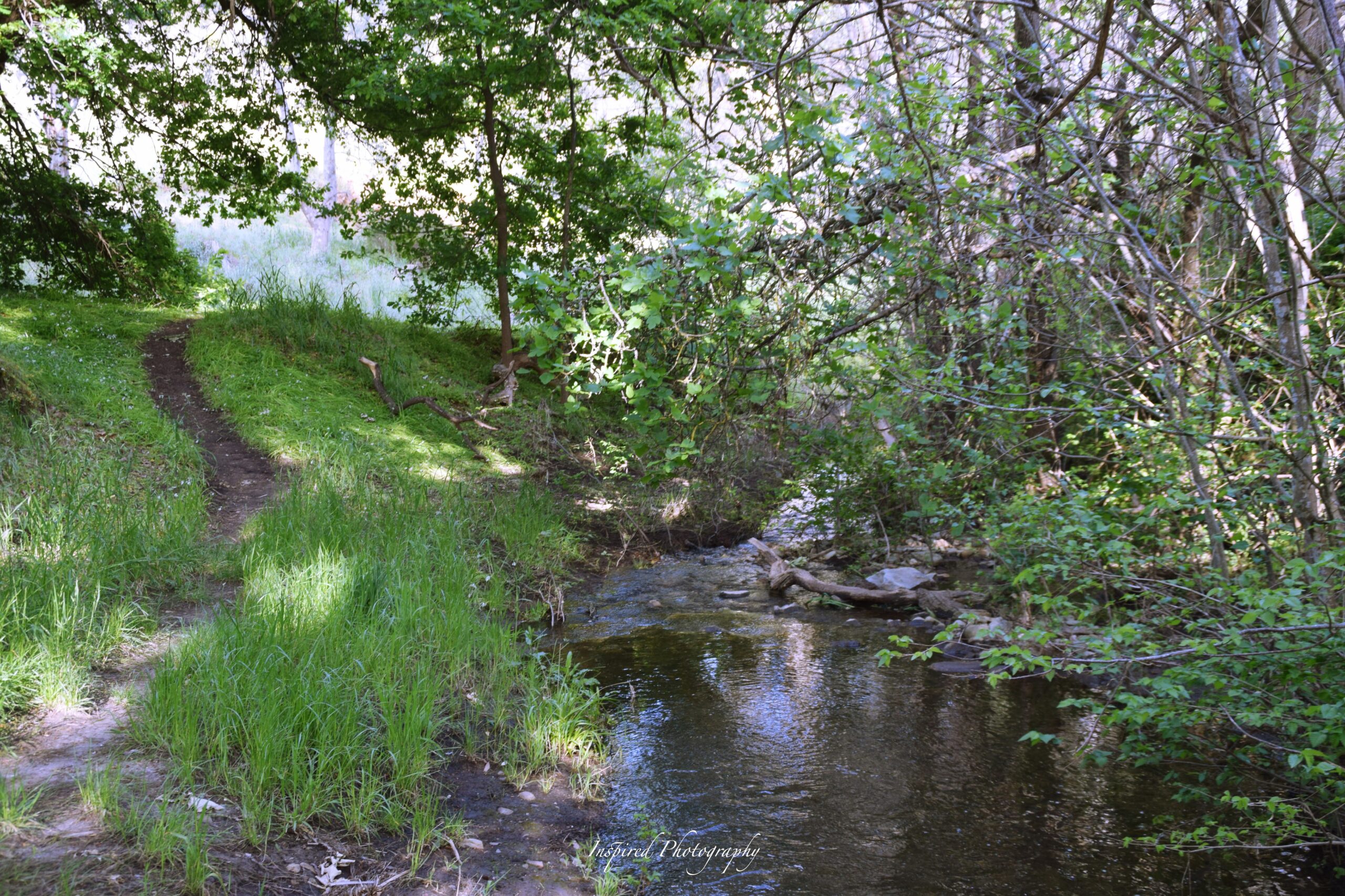 A narrow dirt hiking trail curves through a patch of bright green grass under the shade of leafy trees. To the right, a calm, shallow stream flows over small rocks and fallen branches, reflecting the surrounding foliage.