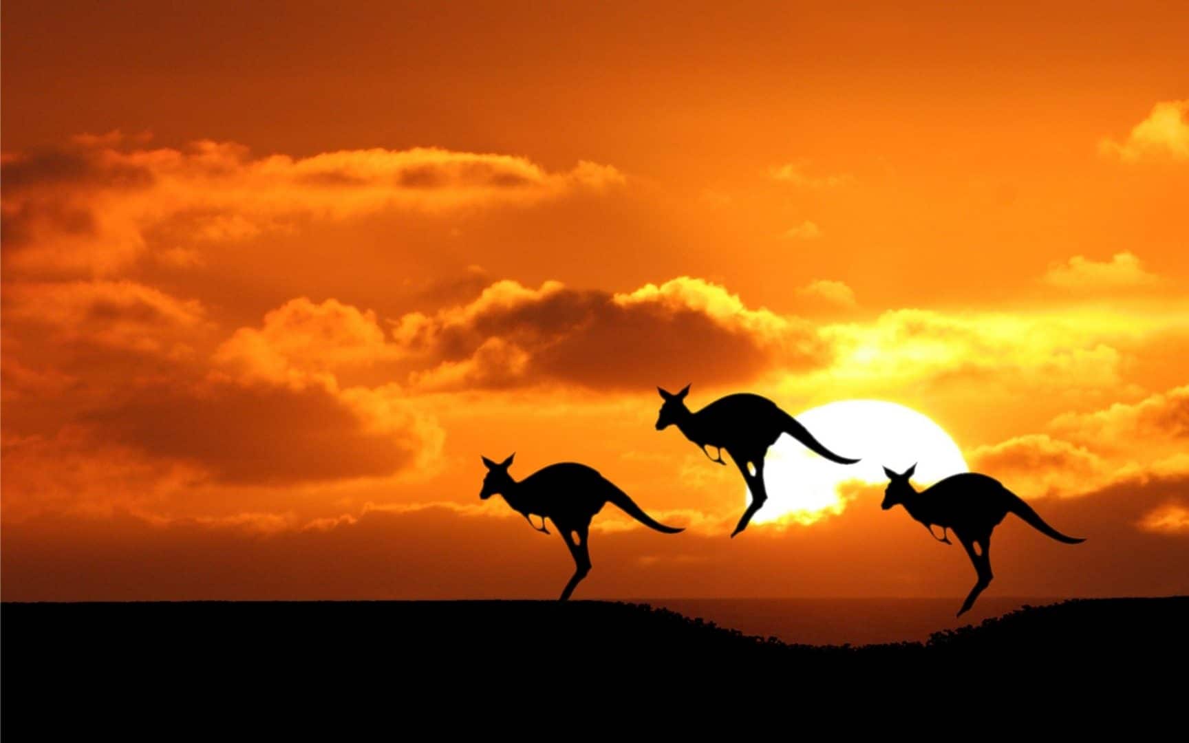 Scene of Kangaroos hoping in front of sunset.