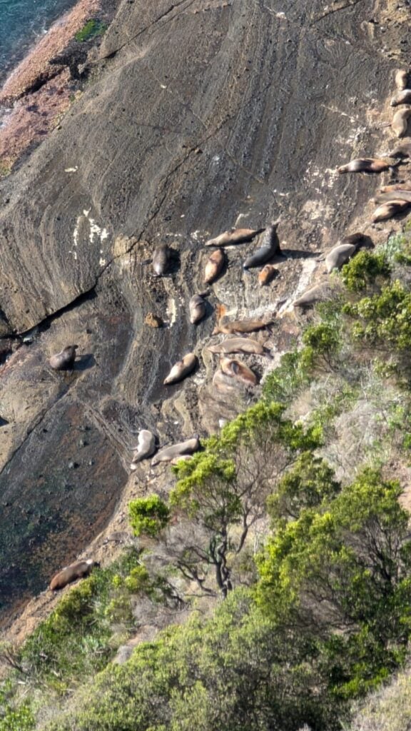 Group of sea lions resting on a rugged coastal cliff with visible striations; green vegetation in the foreground; animals scattered across the rock surface, some lying close together and others spread out.