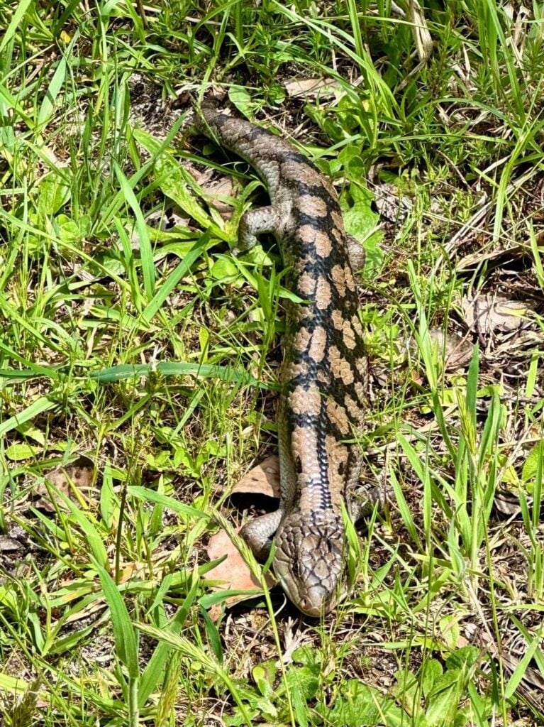 Blue‑tongue skink lying on the ground among green grass and vegetation; patterned back with dark and light brown scales and broad flat head visible, blending naturally into its habitat.
