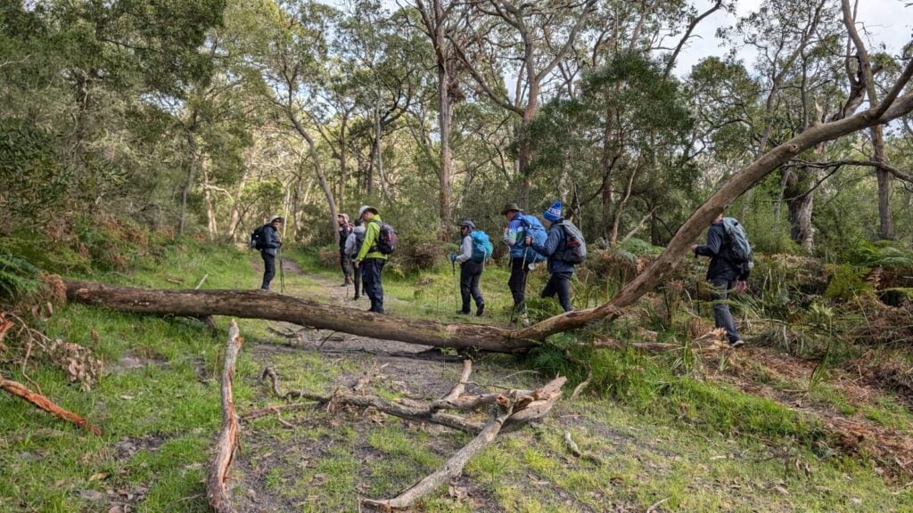 Group of seven hikers walking along a forest trail surrounded by tall trees and dense vegetation; a large fallen tree trunk lies across the path, creating an obstacle the hikers navigate around or over; each equipped with backpacks, trekking poles, and outdoor clothing.