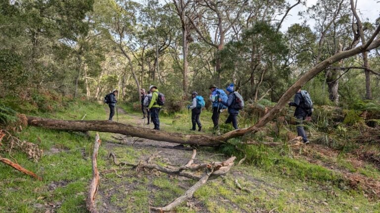 Group of seven hikers walking along a forest trail surrounded by tall trees and dense vegetation; a large fallen tree trunk lies across the path, creating an obstacle the hikers navigate around or over; each equipped with backpacks, trekking poles, and outdoor clothing.