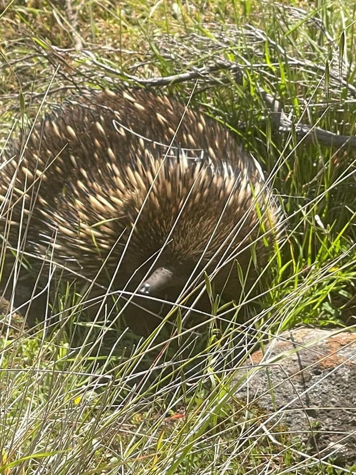 Echidna foraging in a grassy area, its body covered with coarse hair and sharp spines; pointed snout directed downward among grass, twigs, and a nearby rock in a natural habitat.