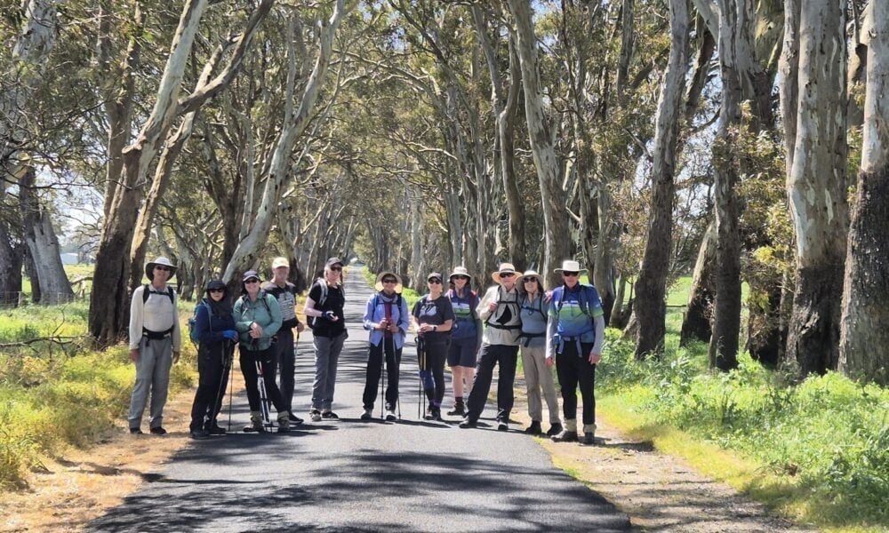 Group of thirteen hikers standing on a paved road shaded by tall trees with light‑colored bark, possibly eucalyptus; dressed in outdoor gear with hats, backpacks, sunglasses, and walking poles; forest canopy overhead creates a serene natural setting.
