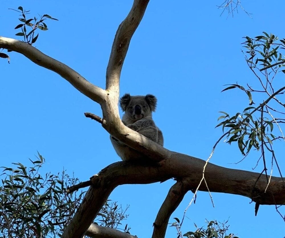 Koala sitting comfortably on a thick horizontal eucalyptus branch against a clear blue sky; sparse leaves and branches surround the animal in its natural habitat.