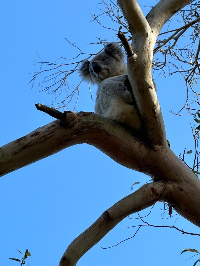 Koala perched in the fork of a tree, viewed from below against a clear blue sky; animal nestled comfortably among smooth, light‑colored branches with sparse leaves visible.