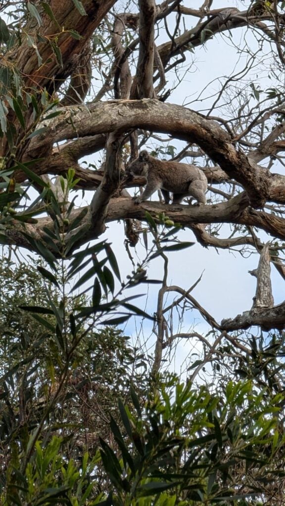 Koala perched on a thick horizontal tree branch in a dense forest; surrounded by intertwining branches and green foliage with some bare limbs visible; natural habitat scene under clear daylight.