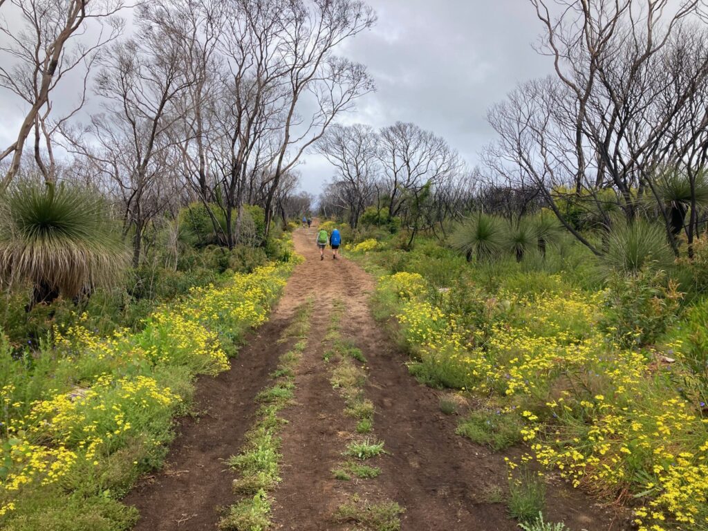 Two hikers walk away down a wide dirt trail lined with bright yellow wildflowers and scorched trees under an overcast sky.
