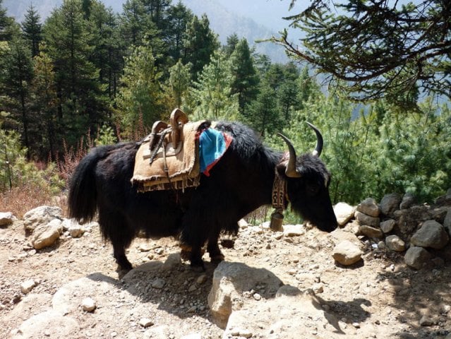 A sturdy black yak with long, shaggy fur and curved horns stands on a sunlit, rocky path. It wears a traditional wooden pack saddle over a burlap cloth and a bell around its neck. The background is a dense, green pine forest under bright daylight.