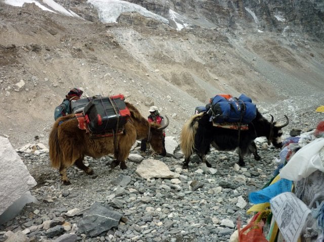 Two heavily laden yaks being led by a handler across a steep, rocky mountain path in the Himalayas.