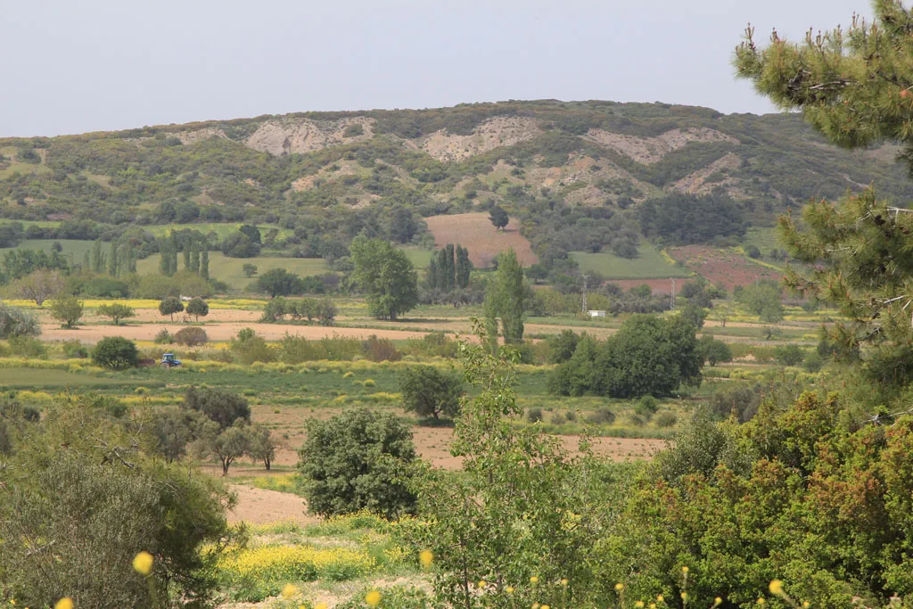An elevated view of a tranquil valley featuring a patchwork of green and brown agricultural fields, scattered trees, and yellow wildflowers. In the distance, rugged, scrub-covered hills rise under a hazy sky, showing the typical terrain of the Suvla Bay or Anzac regions.