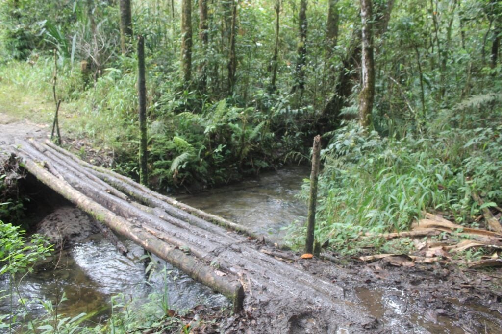 A simple bridge made of four parallel logs crosses a small, narrow stream in a dense, green forest.