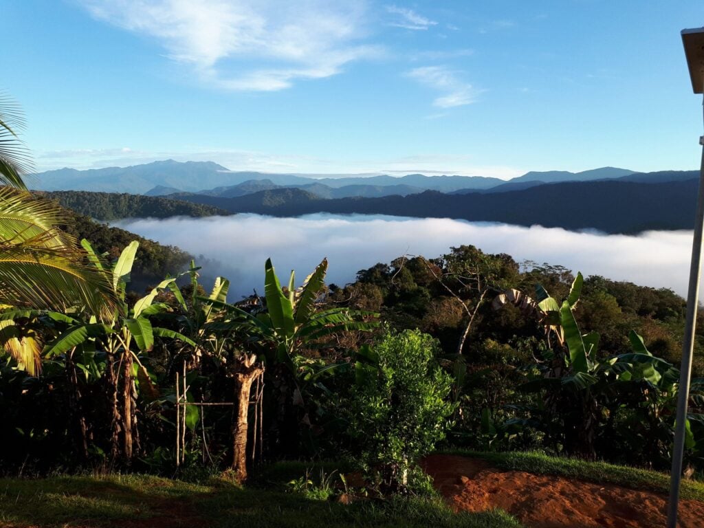 A scenic view from a high vantage point overlooking a dense tropical forest. A thick, flat layer of white clouds fills the valley below, with dark mountain peaks visible in the distance under a clear blue sky. Lush green banana trees are visible in the foreground.