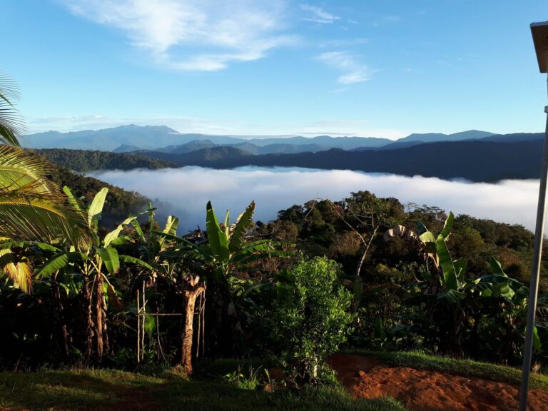 A scenic view from a high vantage point overlooking a dense tropical forest. A thick, flat layer of white clouds fills the valley below, with dark mountain peaks visible in the distance under a clear blue sky. Lush green banana trees are visible in the foreground.