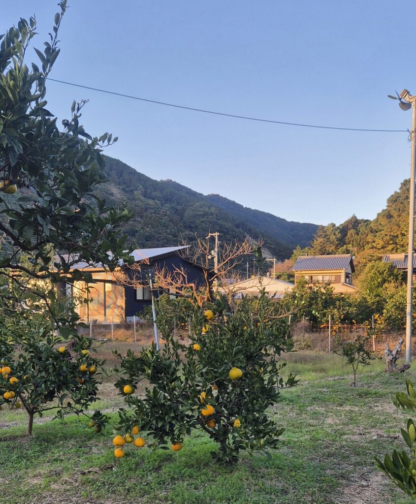 Rural countryside scene with a small orchard of citrus trees bearing yellow fruit in the foreground; behind are houses with metal roofs surrounded by fencing and vegetation; forested hills rise in the background under a clear blue sky, with a utility pole and power lines visible to the right.