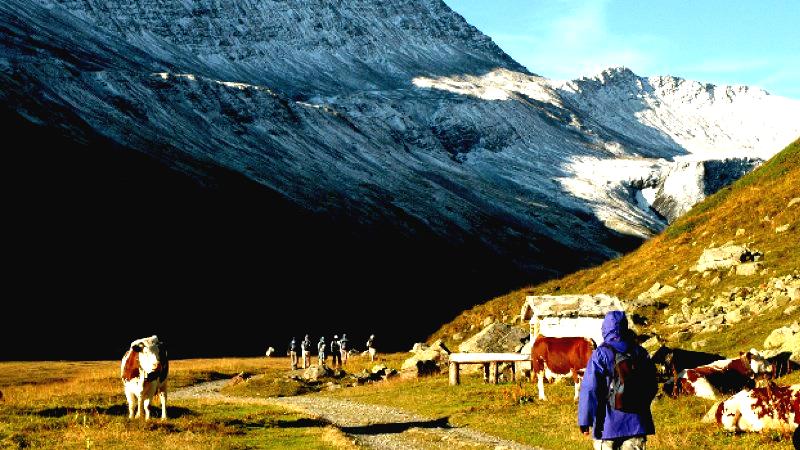 A hiker in a purple jacket walks along a sunlit dirt path in a mountain valley, passing brown-and-white cows grazing in a grassy field. In the background, a massive, snow-dusted mountain looms over the valley, partially covered in a deep shadow.