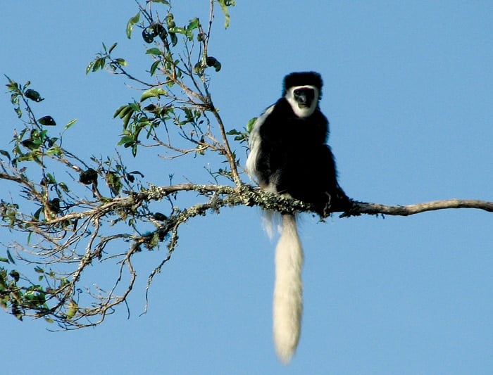 A close-up of a Black-and-white colobus monkey with a long, bushy white tail sitting on a lichen-covered tree branch against a clear blue sky.