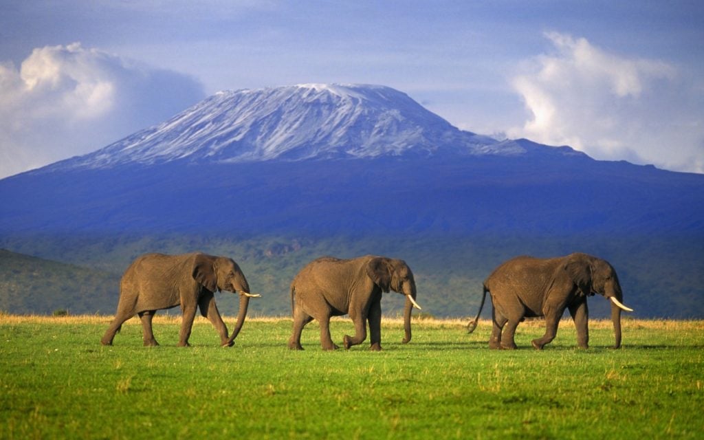 Three African elephants walk in a line across a green grassy plain, with the massive, snow-covered dome of Mount Kilimanjaro rising majestically in the background.